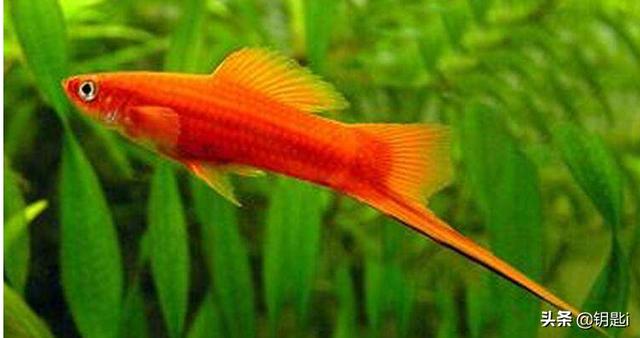 水族繁殖:有什么繁殖快，好养的鱼吗？