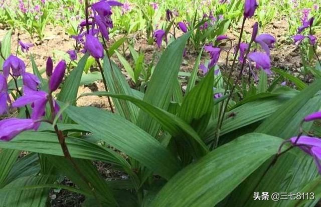 药草白芨图片:导致白芨叶尖变黄、变枯，后期死棵的原因有哪些？如何防控？