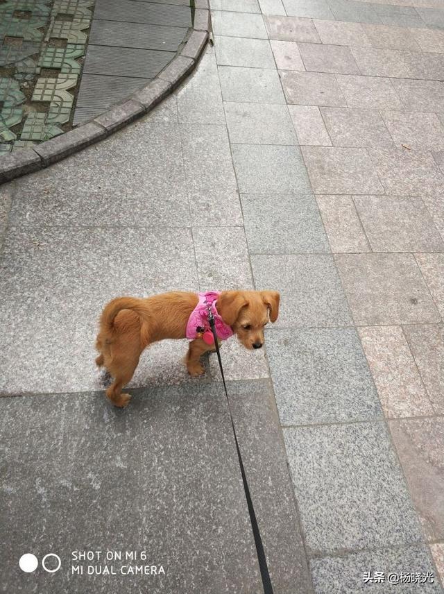 你是喵星人还是汪星人是什么意思:猫咪语言翻译器是真的吗？