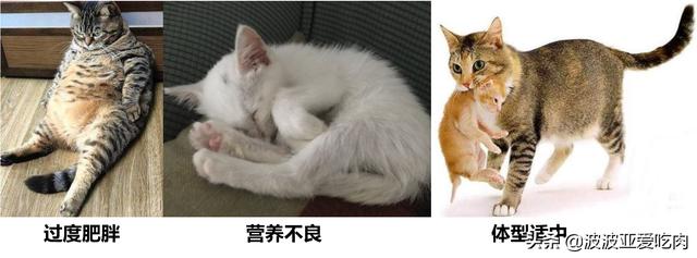 猫咪猎手:怎么从一窝猫咪中挑选出猫王？