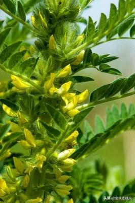 灵毒二代大灵:中药材黄茋怎样培植？如何达到高产？