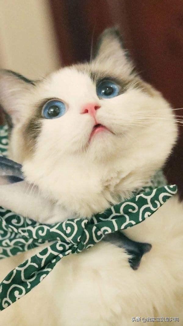 宠物猫的种类和价格图片:养有品种的猫和土猫的差别大吗？ 宠物猫蓝猫的价格图片