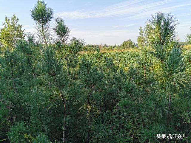 得抑郁症的人最怕什么:抑郁症为什么成为了全球继癌症后的第二大杀手