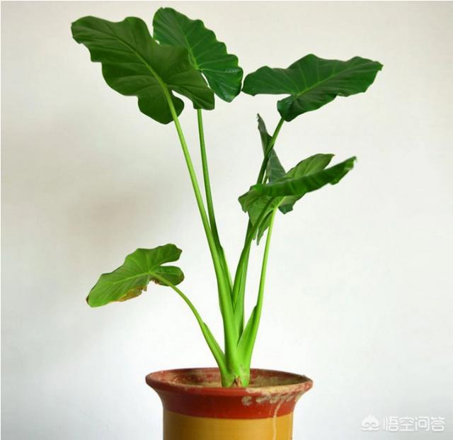 水培滴水观音施肥方法:滴水观音叶子黄了怎么回事？