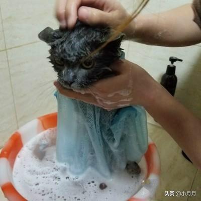 小猫的第一针疫苗什么时候打:小猫第一针疫苗最晚什么时候打 小猫出生以后都要在什么时候打哪些疫苗啊？