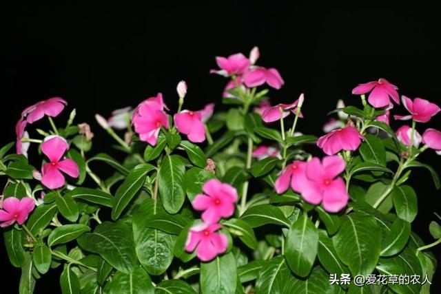 长春花怎么养(长春花怎么养护)