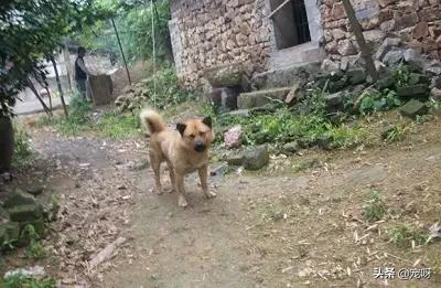 短毛日本狼青犬图片:日本狼青犬图片价格 二战时期，日军的狼青犬是如何培育出来的？