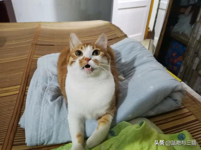 可爱宠物小猫咪:你们家的小猫咪晚上喜欢爬上你的床吗？ 我家的小宠物小猫咪