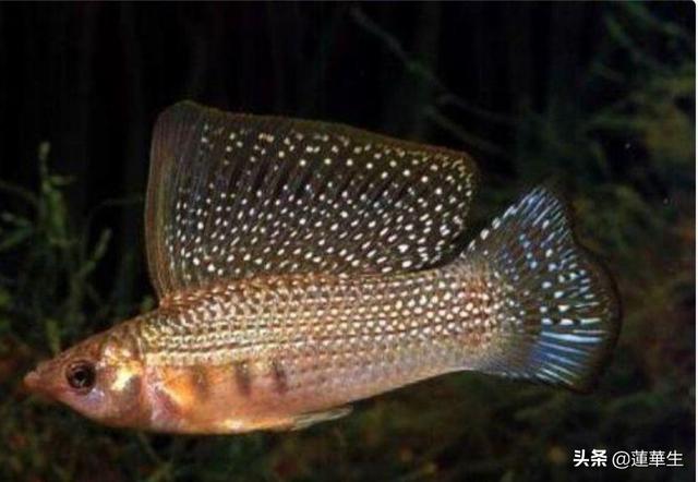 热带淡水观赏鱼图片和名称:胎生热带鱼的种类有哪些？