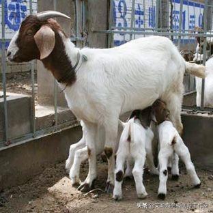 头条问答 农村养羊 如何提高母羊的产仔量 乡村大纲的回答 0赞