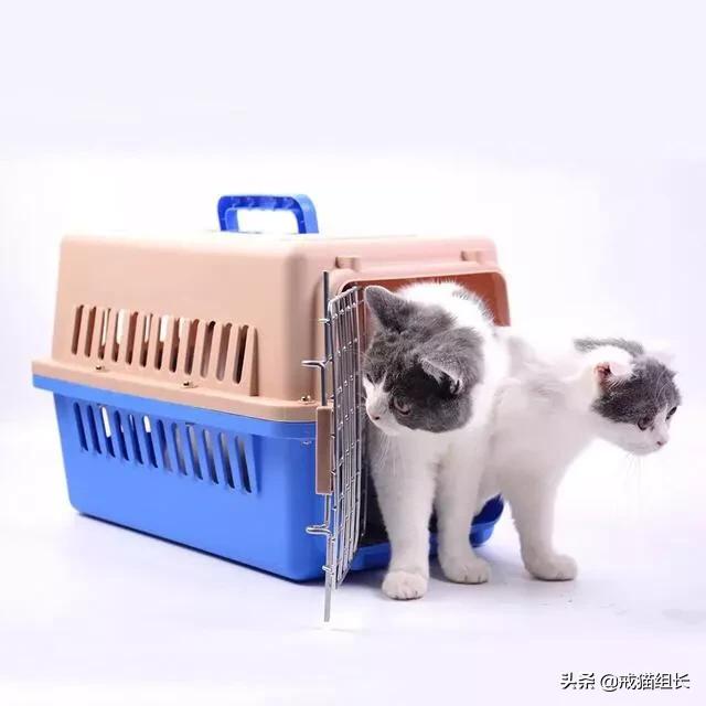 福原爱宠物医院赖教授:赖氨酸膏，是养猫必备吗？
