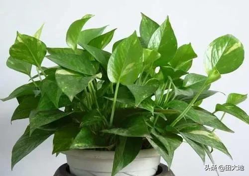 刚种的小叶桢楠树苗叶子发蔫:虎皮兰新发出来的小叶片枯了是怎么回事？