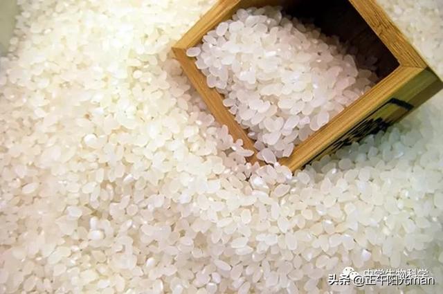 ()粳米和籼米有什么不一样的，哪种米好吃呢