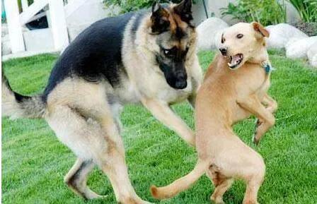 杜兵猎犬 袭击:狗狗一见面，为什么会先“闻屁股”？