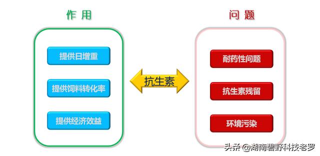 免疫球蛋白动物性饲料:无抗饲料时代来临，如何做好猪场保健？同道之人，分享一下？