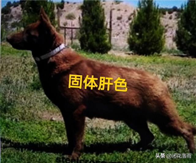 中国大头德牧聚乐部:我家德牧公母都是纯种，怎么下了两只火红棕背小狗？
