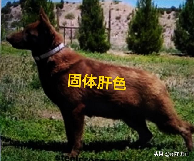 纯种小德牧:短毛德牧和长毛德牧有什么区别？