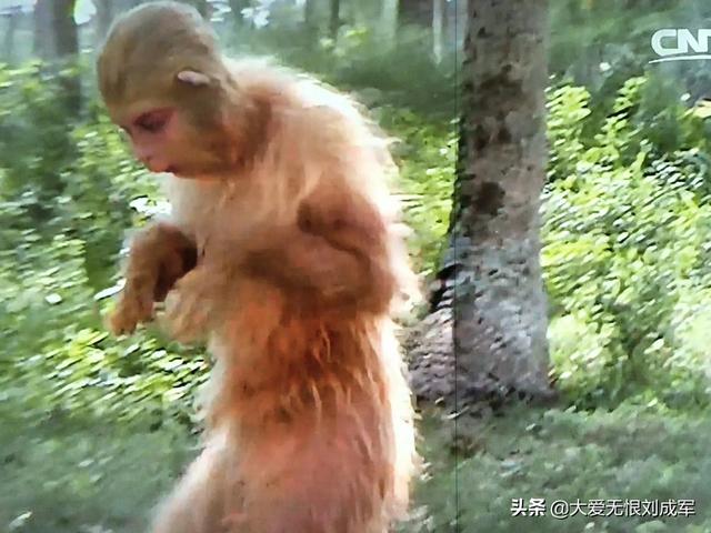 六耳猕猴的来历:《西游记》中，假美猴王是怎么出来的？有何来历？