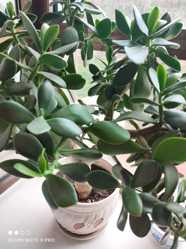 球兰花有毒:屋里放什么花好？放什么盆栽好？