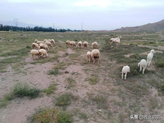 种植业什么最赚钱,种植业什么最赚钱农村