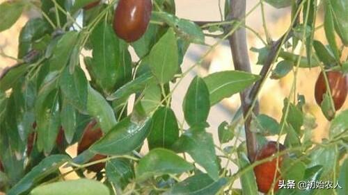 菜豆锈病产生的原因及如何防治，枣树的枣锈病啥样怎么防治