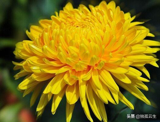 菊花的象征意义:菊花有什么品种、寓意习性？