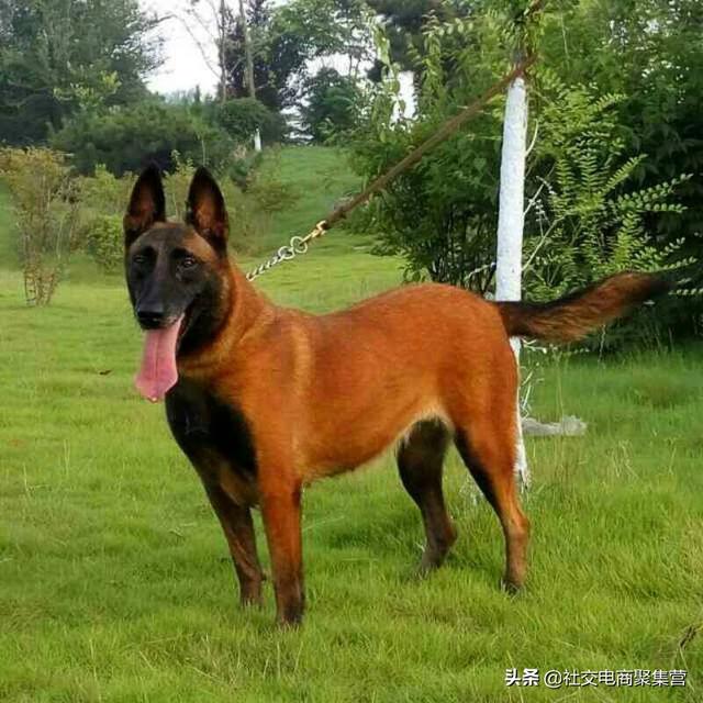 小小熊犬业:马犬养殖利润分析，养一条马犬能赚多少钱？
