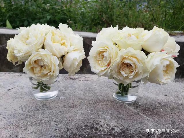 月季介壳虫防治:月季介壳虫图 夏季，如何防治月季红蜘蛛？
