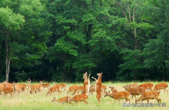 好像只有东北人在介绍自己时说自己是东北的,其他地方不会说自己是华北、华南的,为什么？