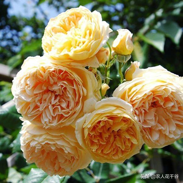 vents月季花品种介绍及图片:能不能推荐一种勤花多季、有香味的爬藤月季？