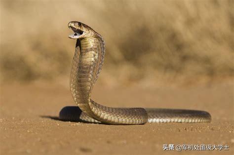 五节蛇蛇身分开的视频:农村常见的菜花蛇真的可以吞下五步蛇吗？