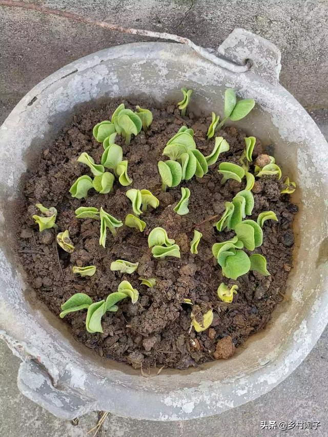 头条问答 贝贝南瓜好管理嘛 想种植一些 小侯视野的回答 0赞