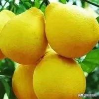 广西玉林荔枝狗肉节遭广泛质疑:玉林狗肉节迫于舆论影响现在取消了吗？