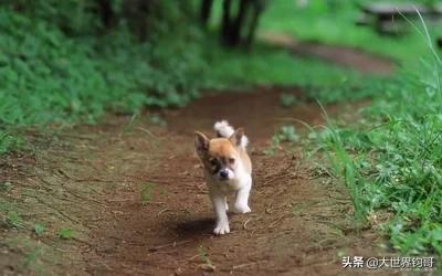 笼内大叫的三道眉草鹀:狗狗每天拆家，天天有“惊喜”怎么办？