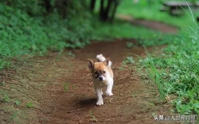 柴犬奇迹物语高清下载:狗狗每天拆家，天天有“惊喜”怎么办？