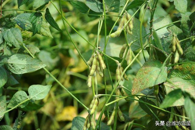 感谢邀请,根据我的经验,大豆苗期掐尖处理的结果表明:不同复叶期(第1