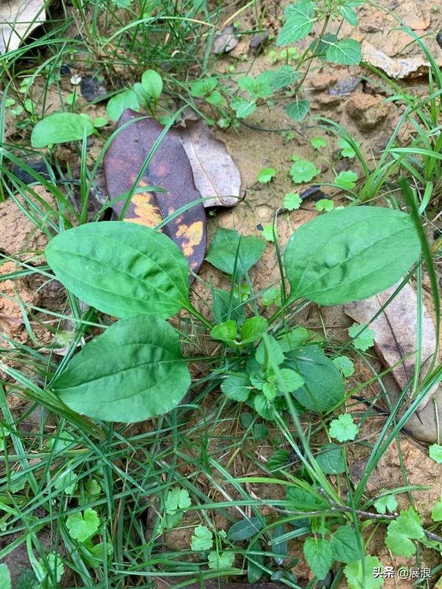 你吃过或知道的野菜你还记得几种？能叫上名吗？