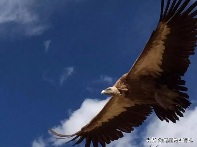 宠物旅行最佳搭配:适合自驾游又可以带宠物的地方有推荐吗？8月份？ 适合旅行带的宠物