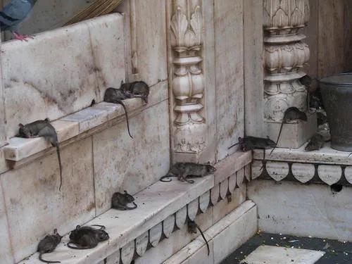 科普奇闻异事素材,你的家乡有过什么奇闻异事？