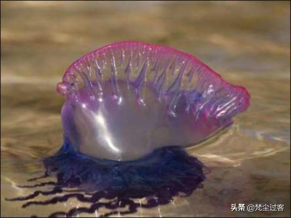 南极鳄冰鱼:南极和北极生物有什么不同？