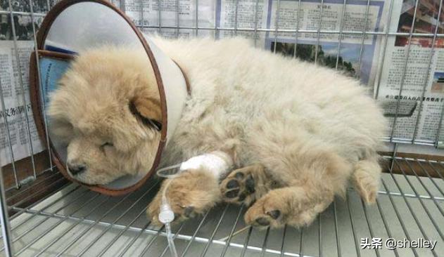 犬瘟热初期怎么治疗:两个多月的狗狗得了狗瘟初期怎么办？