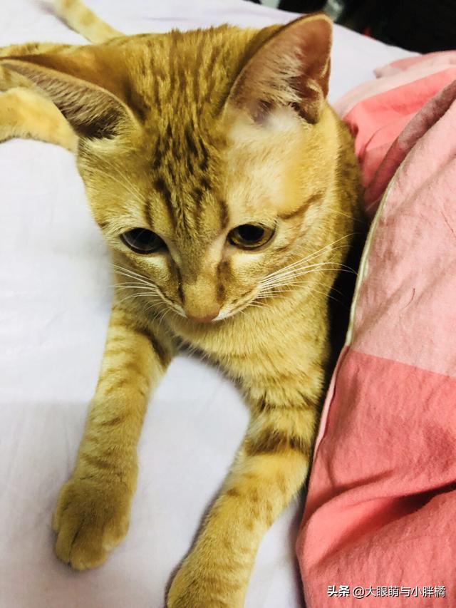 什么猫比较好养？为什么呢？