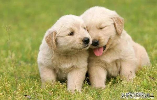 金毛犬有什么缺点？插图9