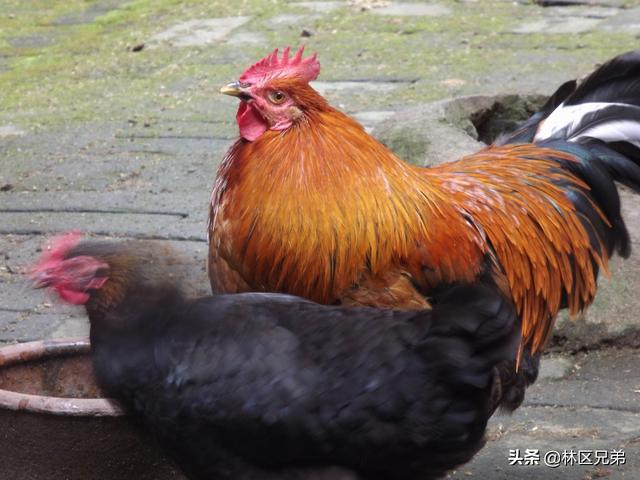 鸡大肠杆菌病临床表现:放养鸡许多病的临床表现非常相似甚至雷同，如何调查疾病？