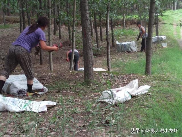 獾猪可以人工饲养吗:农村一些人打野生黄蜂来吃，都说营养丰富，黄蜂可以人工养殖吗？