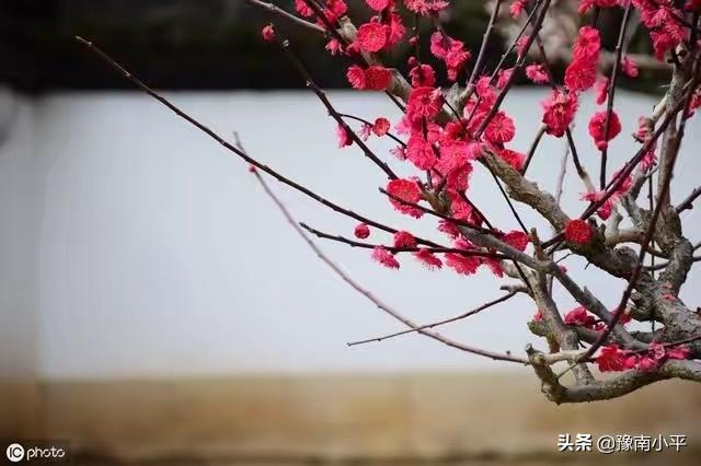树锦鸡儿植株变黑:红梅盆景新枝条开始变黑，慢慢枯萎掉，是怎么回事？如何处理？