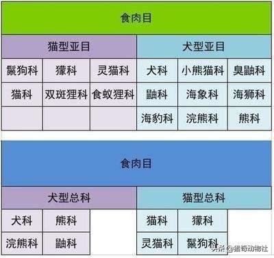 大熊猫吃什么竹子填空6:熊猫属于食肉动物为什么却一直喜欢吃竹子？