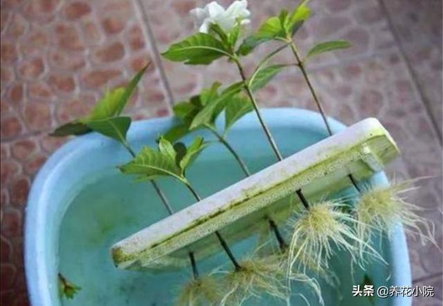 栀子花怎么扦插,当年扦插的栀子花，能开花吗？