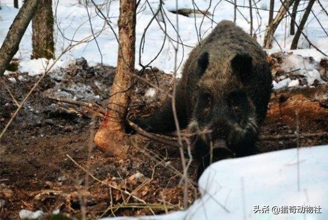 野外打猎-在农村的山上遇到野猪该怎么自救？老辈人说装死管用吗？