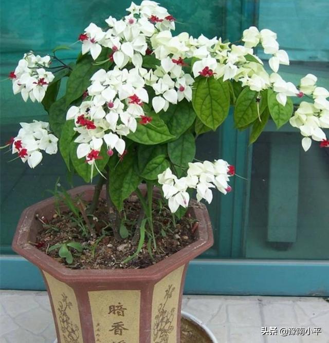 龙吐珠花图片:龙吐珠怎么做开花多?请回复？